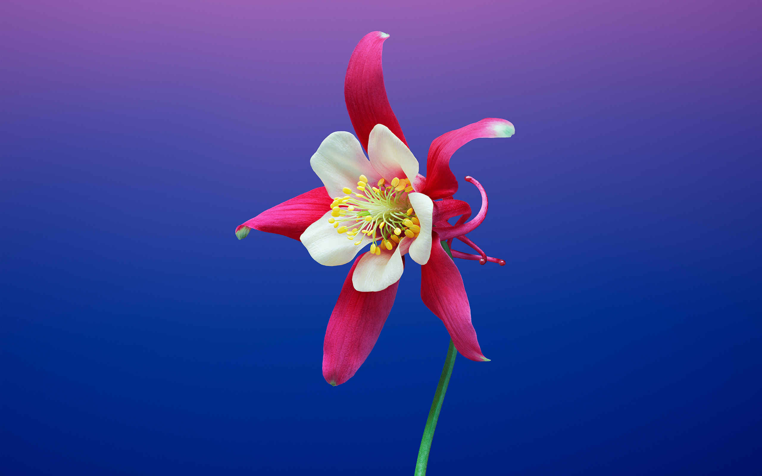 Aquilegia Flower iOS 11 iPhone 8 X Stock7489817914